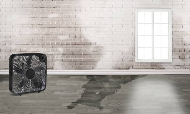  Waikapu, HI Water damage restoration Pros